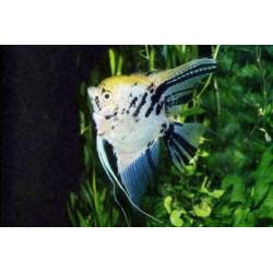 prachtige maanvissen / Pterophyllum scalare, tropische vis