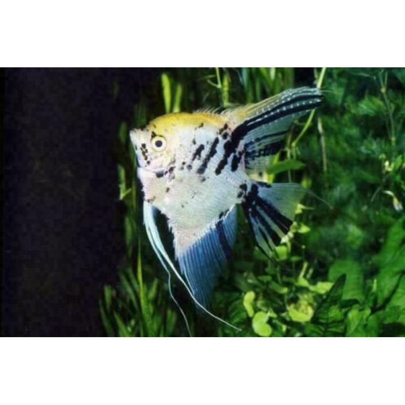prachtige maanvissen / Pterophyllum scalare, tropische vis