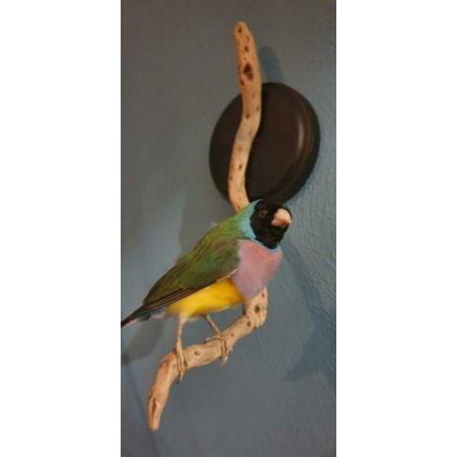 Opgezette vogel, Gould Amadine