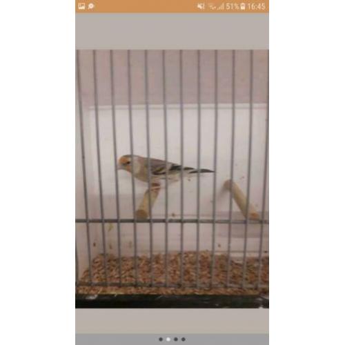 Bastaard Putter/Kanarie man, zeer goede zanger 2019