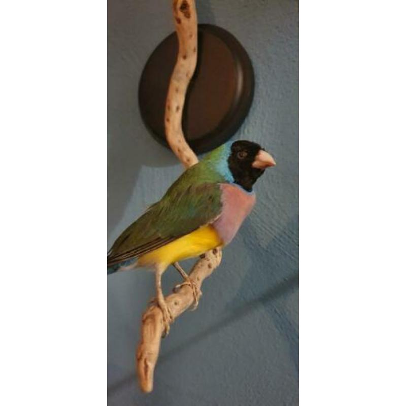Opgezette vogel, Gould Amadine