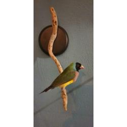 Opgezette vogel, Gould Amadine