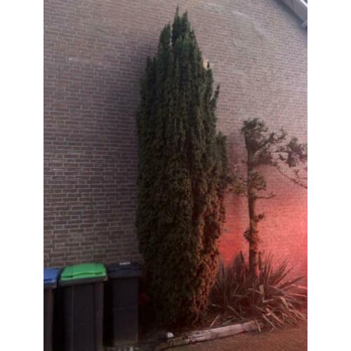 Taxus 400cm / 4 meter