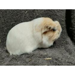 Prachtig cavia zeugje