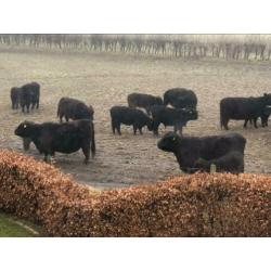 Te koop: mooi galloway stier stiertje