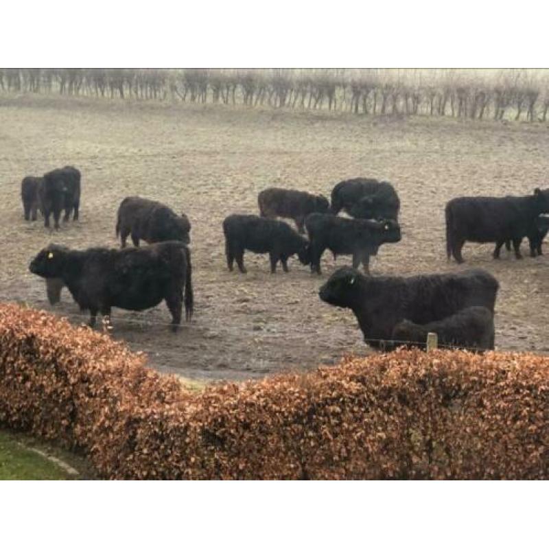 Te koop: mooi galloway stier stiertje