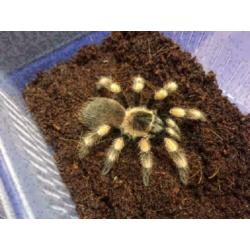 Brachypelma Hamori / Smithi medium/large /Roodknie vogelspin