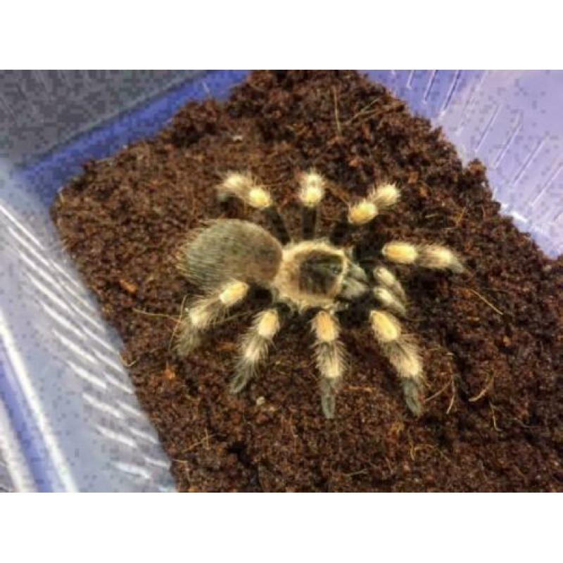 Brachypelma Hamori / Smithi medium/large /Roodknie vogelspin