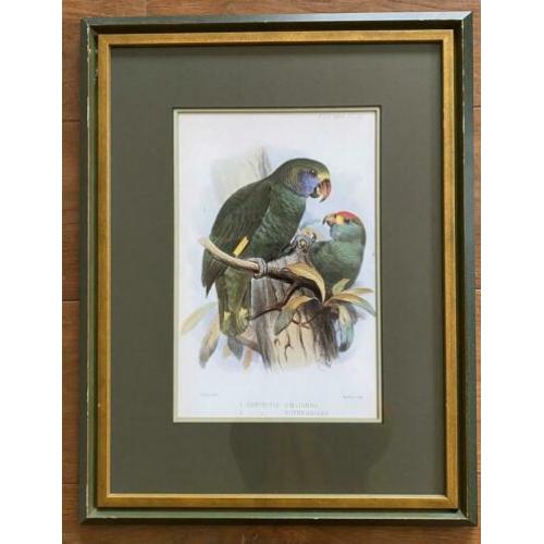 Twee mooie schilderijen met papegaaien,prachtige kleuren!