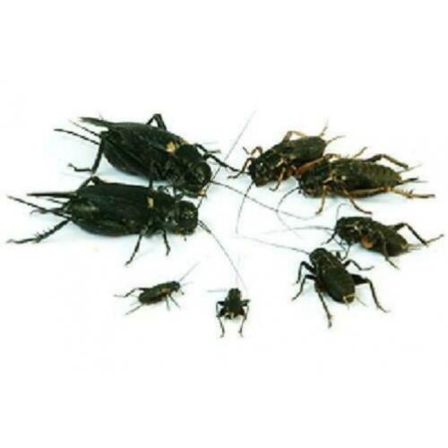 krekels, kakkerlak, fruitvliegen, meelworm etc evt per post