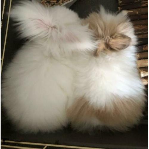 Hok en toebehoren + Tamme Teddy dwerg + Teddy angora dwerg