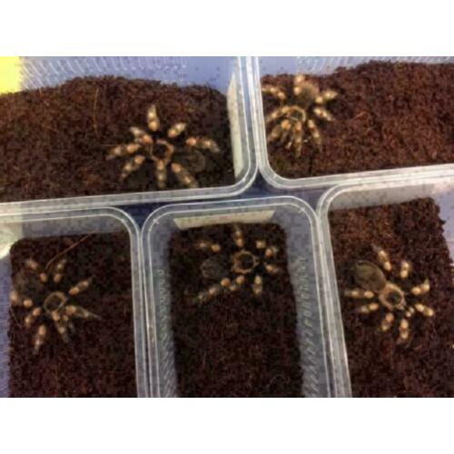 Brachypelma Hamori / Smithi medium/large /Roodknie vogelspin