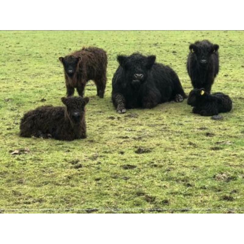 Te koop: mooi galloway stier stiertje