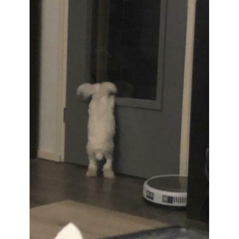 Hok en toebehoren + Tamme Teddy dwerg + Teddy angora dwerg