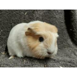 Prachtig cavia zeugje