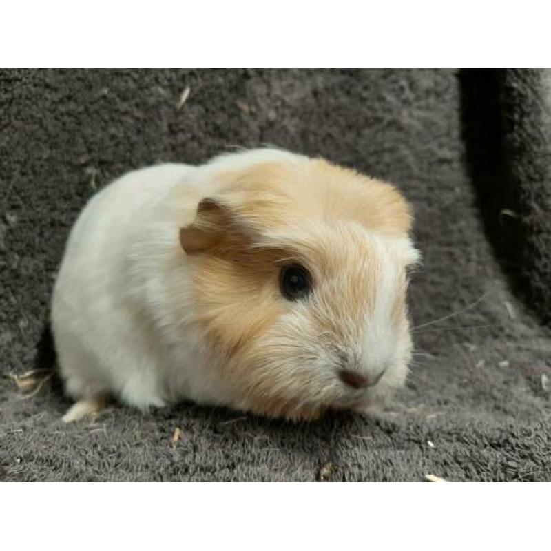 Prachtig cavia zeugje