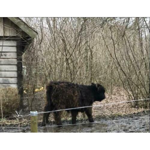 Te koop: mooi galloway stier stiertje