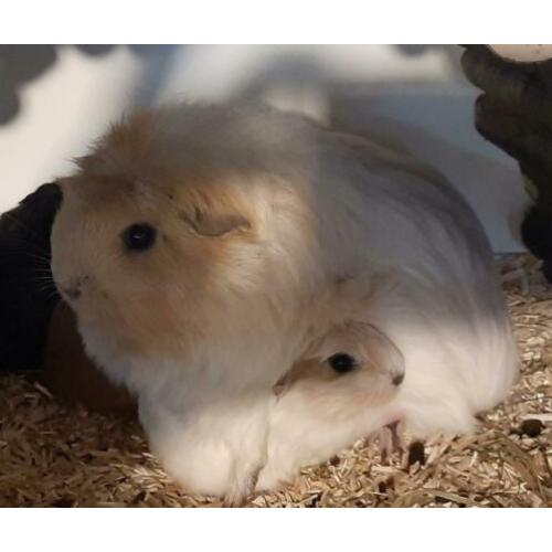 Prachtig cavia zeugje