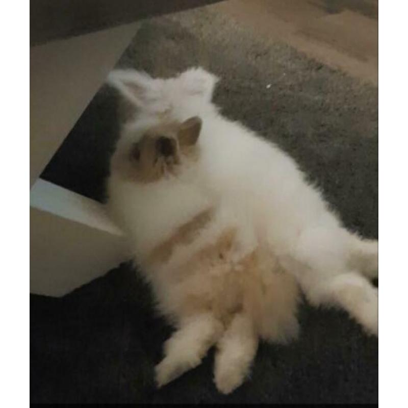 Hok en toebehoren + Tamme Teddy dwerg + Teddy angora dwerg