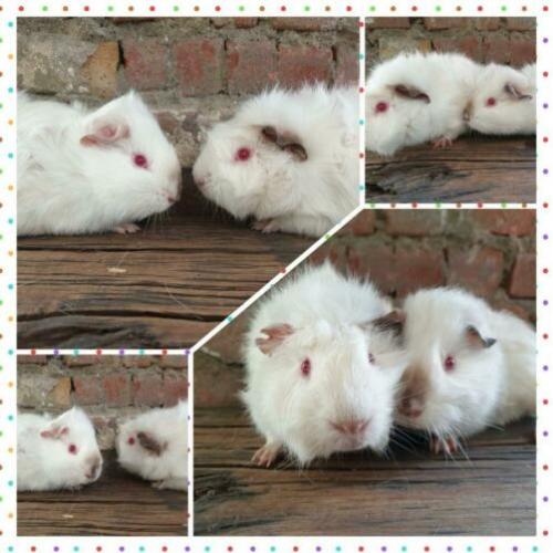 Ze wachten nog steeds op een huisje