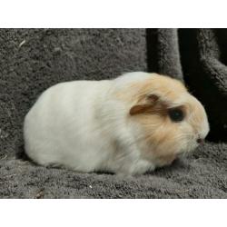 Prachtig cavia zeugje