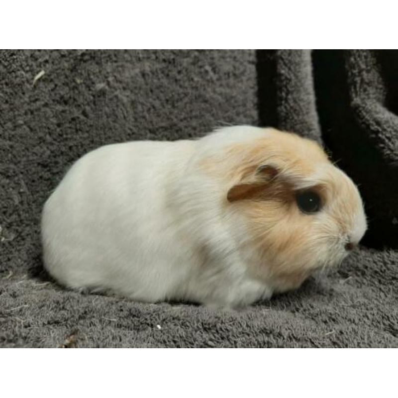 Prachtig cavia zeugje