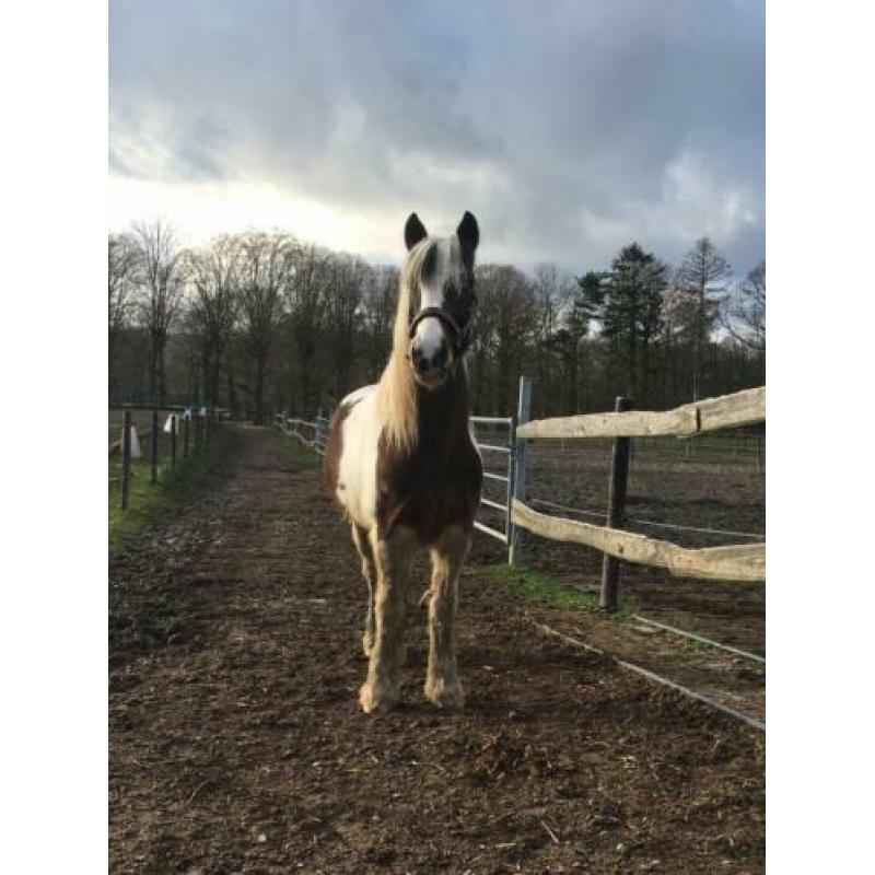 Recreatie pony C-formaat