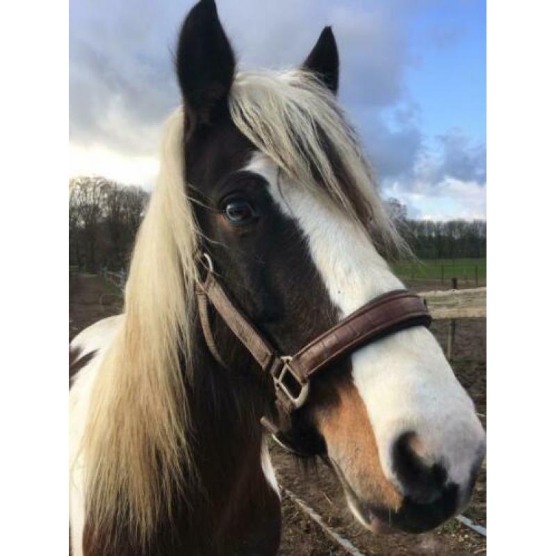 Recreatie pony C-formaat