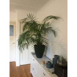 Mooie grote (Areca) kamerpalm