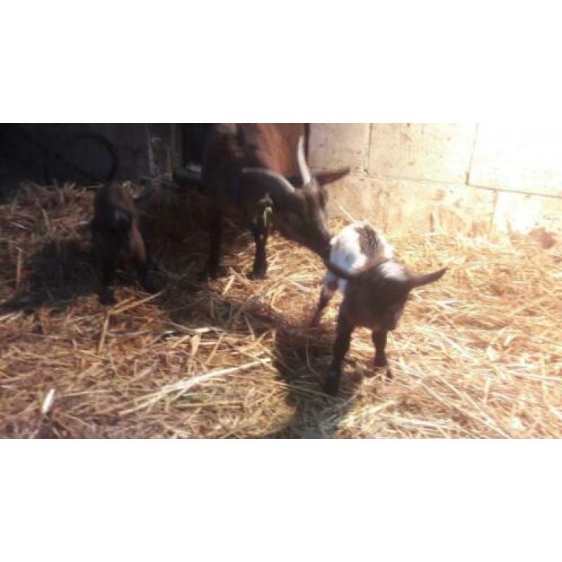 Zeer schitterend pas geboren tamme lieve geitjes!