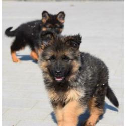 Duitse herder pups lang en kortharig uit te kiezen