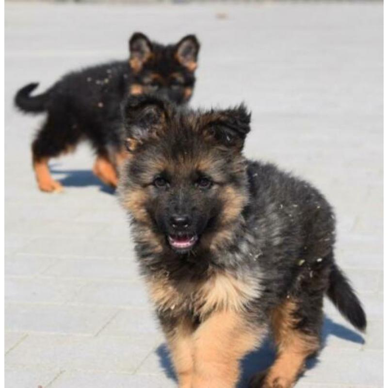 Duitse herder pups lang en kortharig uit te kiezen