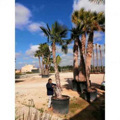 Trachycarpus Martianus 700-800cm art26336