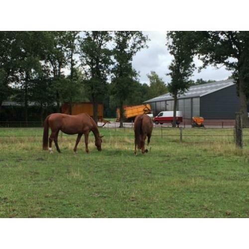 Direct aan t Leersums veld: weidegang met schuilstal