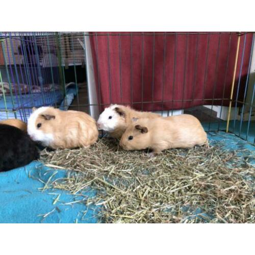 3 caviaberen XL! aangeboden