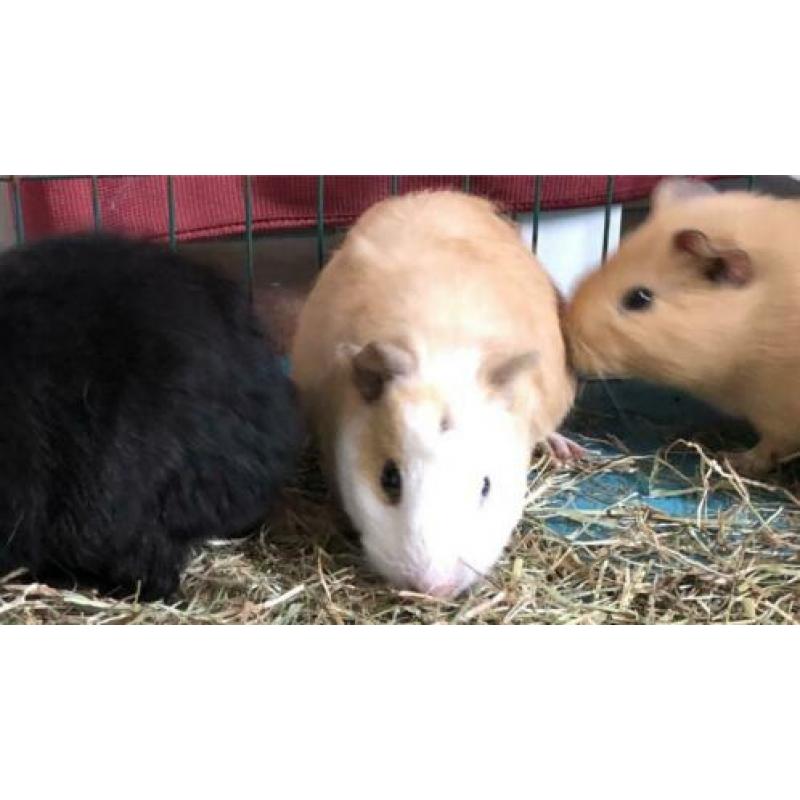 3 caviaberen XL! aangeboden