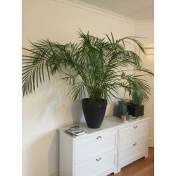 Mooie grote (Areca) kamerpalm