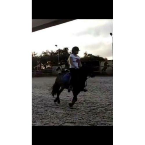 Verzorgpony gezocht!