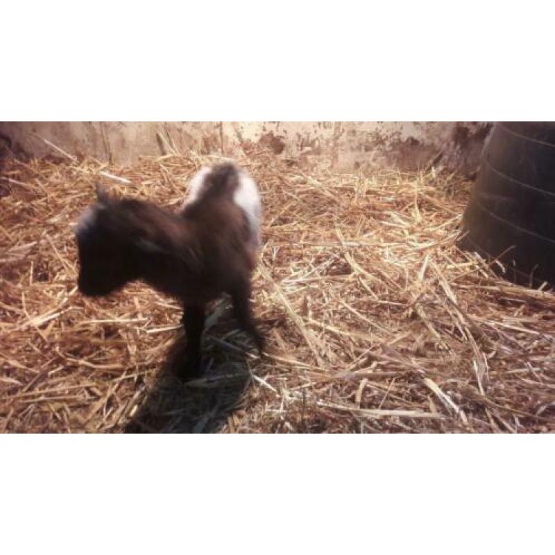Zeer schitterend pas geboren tamme lieve geitjes!