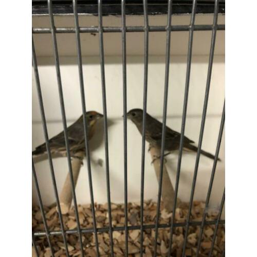 Mooie sterke Mexicaanse Roodmussen winterhard uit de voliere