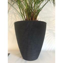 Mooie grote (Areca) kamerpalm