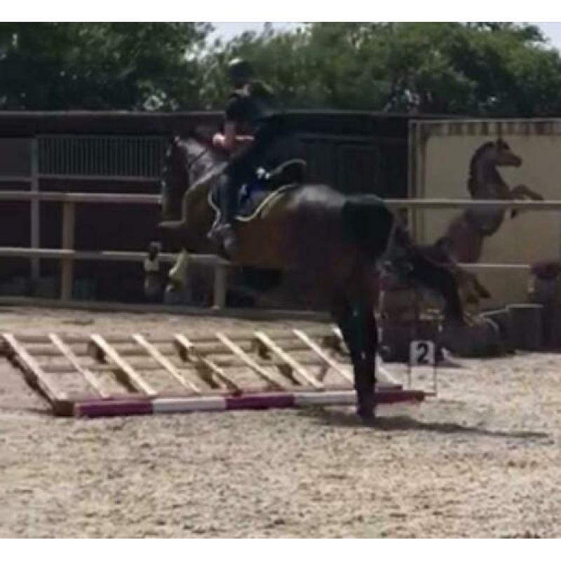 Verzorgpony gezocht!