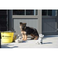 Duitse herder pups lang en kortharig uit te kiezen