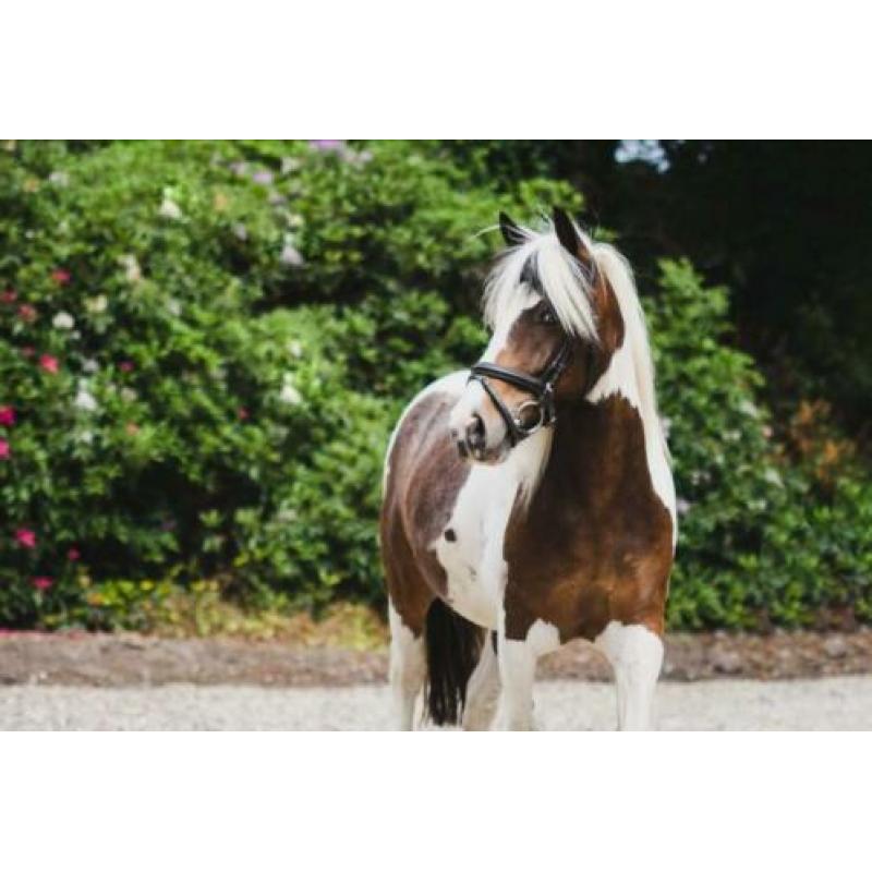 Recreatie pony C-formaat