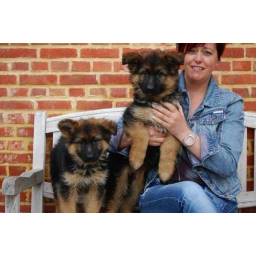Duitse herder pups lang en kortharig uit te kiezen