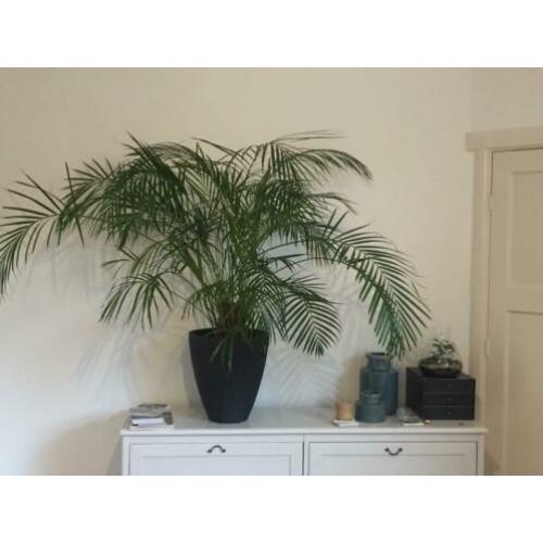 Mooie grote (Areca) kamerpalm