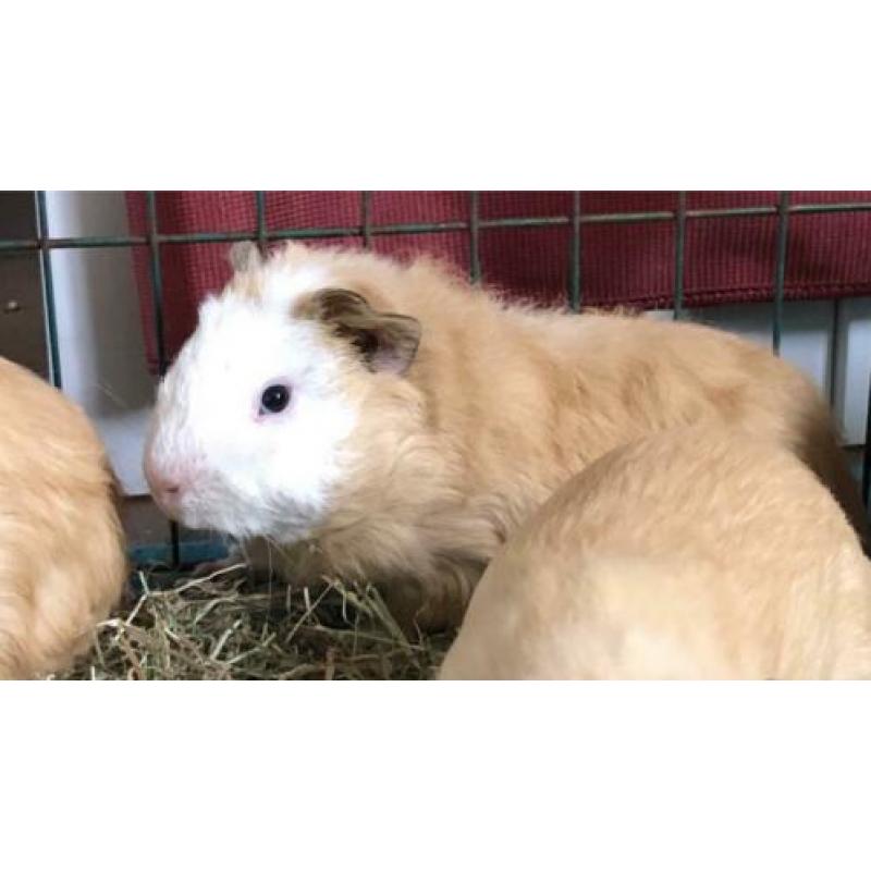 3 caviaberen XL! aangeboden
