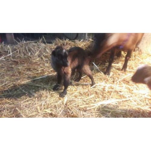 Zeer schitterend pas geboren tamme lieve geitjes!