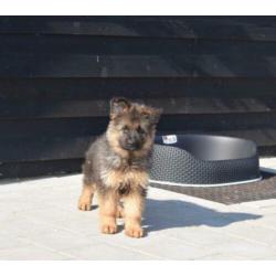 Duitse herder pups lang en kortharig uit te kiezen