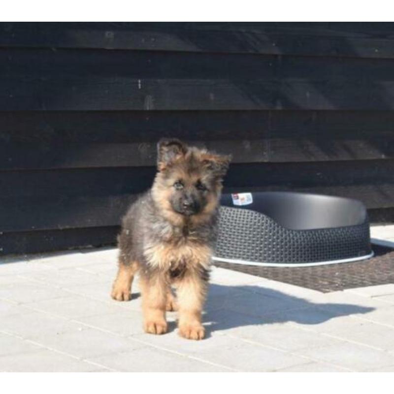 Duitse herder pups lang en kortharig uit te kiezen